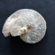 #CHOFFATICERAS SEGNE Fossile, Ammonite, Kreide (Marokko) - Fossilien