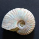 #CLEONICERAS AMBIGUUM Fossile, Ammonite, Kreide (Madagaskar) - Fossilien