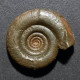 #CLYMENIA LAEVIGATA Fossile, Goniatitis, Devon (Polen) - Fossils