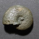 #DAMESITES SUGATA Fossile, Ammonite, Kreide (Frankreich) - Fossielen