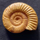 #DICHOTOMOSPHINCTES ANTECEDENS Fossile, Ammonite, Jura (Madagaskar) - Fossilien