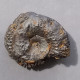 #HAMEIMACERAS ZGHALAE Fossile, Ammonite, Jura (Tunesien) - Fossili