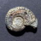 #HILDOCERAS LUSITANICUM Fossil, Ammonit, Jura (Algerien) - Fósiles