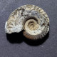 #HILDOCERAS LUSITANICUM Fossil, Ammonit, Jura (Algerien) - Fossielen