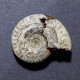 #HILDOCERAS SUBLEVISONI Fossil, Ammonit, Jura (Algerien) - Fossiles
