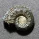 #KILIANELLA Sp. Fossile, Ammonite, Kreide (Frankreich) - Fossielen