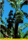 18-1-2024 (1 X 25) Australia - NSW - Harvesting Banana In Coffs Harbour - Coffs Harbour