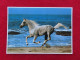 AK: Pferd Am Strand, Ungelaufen (Nr. 5344) - Chevaux