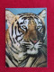 AK: Tiger, Ungelaufen (Nr. 5345) - Tigers