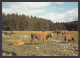 111181/ DEESIDE, Highland Cattle At Invercauld - Aberdeenshire