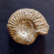 #KLEMATOSPHINCTES PRAECURSOR Ammonite, Oxfordian (Madagascar) - Fossiles