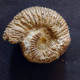 #KLEMATOSPHINCTES PRAECURSOR Ammonite, Oxfordian (Madagascar) - Fossils