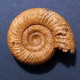 #KRANOSPHINCTES RABEI Fossile, Ammonite, Jura (Madagaskar) - Fossielen