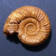 #KRANOSPHINCTES RABEI Fossile, Ammonite, Jura (Madagaskar) - Fossils