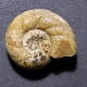 #LYTOCERAS Pseudo-TRAUTSCHOLDI Fossil, Ammonit, Jura (Frankreich) - Fossiles