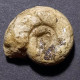 #LYTOCERAS Pseudo-TRAUTSCHOLDI Fossil, Ammonit, Jura (Frankreich) - Fósiles