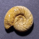 #LYTOCERAS RUGIFERUM Fossil, Ammonit, Jura (Frankreich) - Fossiles