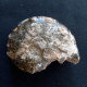 #MAMMITES NODOSOIDES Fossile, Ammonite, Kreide (Marokko) - Fossilien