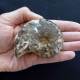 #MAMMITES NODOSOIDES Fossile, Ammonite, Kreide (Marokko) - Fossielen
