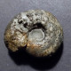 #MELCHIORITES EMERICI Fossile, Ammonite, Kreide (Russische Föderation) - Fósiles