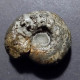 #MELCHIORITES EMERICI Fossile, Ammonite, Kreide (Russische Föderation) - Fossilien