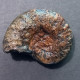#METAPELTOCERAS DIVERSIFORME Fossile, Ammonite, Jura (Indien) - Fossilien