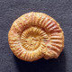 #NEOSILESITES MADAGASCARIENSIS Fossile, Ammonite, Kreide (Madagaskar) - Fossielen