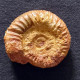 #NEOSILESITES MADAGASCARIENSIS Fossile, Ammonite, Kreide (Madagaskar) - Fossils