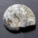 #OCHETOCERAS Sp. Fossil, Ammonit, Jura (Großbritannien) - Fossilien