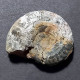 #OCHETOCERAS Sp. Fossil, Ammonit, Jura (Großbritannien) - Fossilien