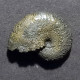 #OXICERITES YEOVILENSIS Fossile, Ammonite, Jura (Frankreich) - Fossilien