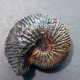 #PARYPHOCERAS BADIENSE Fossile, Ammonite, Jura (Indien) - Fósiles