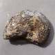 #PHYLLOCERAS SERUM, Ammonite, Kreide (Frankreich) - Fossiles