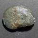 #PHYLLOCERAS SERUM Fossile, Ammonite, Jura (Österreich) - Fossils