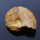 #PHYLLOCERAS VELLEDAE Fossile, Ammonite, Kreide (Madagaskar) - Fossils