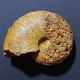 #PHYLLOCERAS VELLEDAE Fossile, Ammonite, Kreide (Madagaskar) - Fossiles