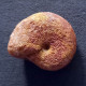 #PHYLLOCERAS VOHIPALENSE Fossile, Ammonite, Kreide (Madagaskar) - Fossilien