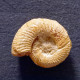 #PROPERISPHINCTES CLAROMONTANUS Fossile, Ammonite, Jura (Madagaskar) - Fósiles