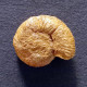 #PROPERISPHINCTES CLAROMONTANUS Fossile, Ammonite, Jura (Madagaskar) - Fossielen