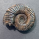 #REINECKAITES DOUVILLEI Fossile, Ammonite, Jura (Indien) - Fossilien