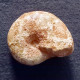 #SALFELDIELLA COLCANAPI Fossile, Ammonite, Kreide (Madagaskar) - Fossiles