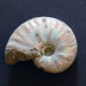 #UHLIGELLA BALMENSIS Fossile, Ammonite, Kreide (Madagaskar) - Fósiles