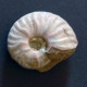 #UHLIGELLA BALMENSIS V. PINGUIS Fossile, Ammonite, Kreide (Madagaskar) - Fossielen