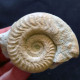 #HILDOCERAS SUBLEVISONI (03) Fossile, Ammonite, Jura (Südeuropa) - Fossielen
