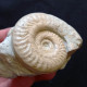 #HILDOCERAS SUBLEVISONI (03) Fossile, Ammonite, Jura (Südeuropa) - Fósiles