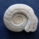 #HILDOCERAS ANGUSTISIPHONATUM (13) Fossile, Ammonite, Jura (Südeuropa) - Fossielen
