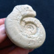 #HILDOCERAS ANGUSTISIPHONATUM (13) Fossile, Ammonite, Jura (Südeuropa) - Fossielen