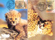 IRAN - FDC MC WWF 2003 - CHEETAH / 4328 - Irán