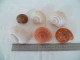 Coquillages - Seashells & Snail-shells