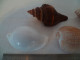 Coquillage - Seashells & Snail-shells